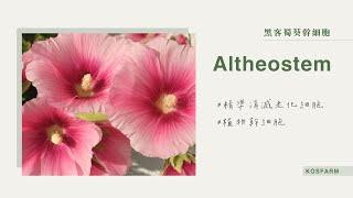 衰老細胞的黑客 ——『Altheostem』讓肌膚揮別歲月的痕跡