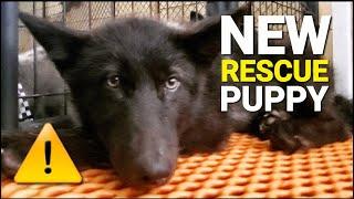 NEW Rescue Puppy!! - Meet RYUK the 'High Content' Wolfdog