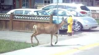 Lumby trip 20190708 Deer   and Randys & his friends dog that was attacked by the deer  15 Mb