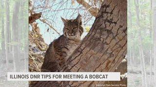 Illinois DNR offers tips on what to do if you encounter a bobcat