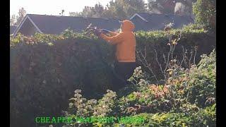 Trimming Demonstration of Large Ivy Hedge with New Echo-HC2020 Bush Trimmer and Review