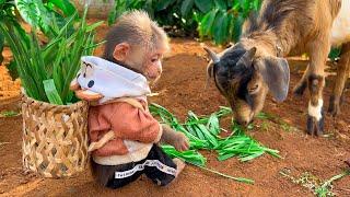 BiBi obedient helps dad take care of her friends