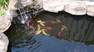 Can you mix Goldfish and Koi?