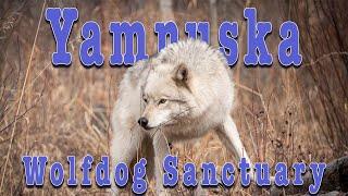 Yamnuska Wolfdog  Sanctuary