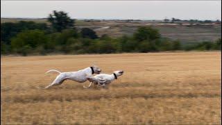 Dogo Argentino / Dominic and Devora