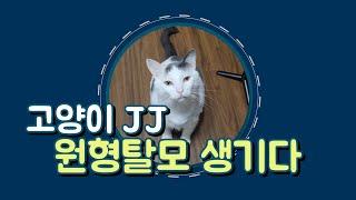 신선의 정원  고양이 JJ  원형 탈모 생기다.- 고양이  스트레스도 무섭습니다.