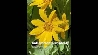 balsamroot (arrowleaf)