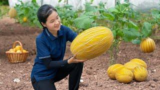 Harvesting Melon Goes To Countryside Market Sell | Ella Daily Life