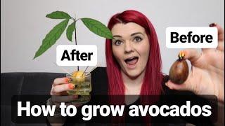 How to GROW AVOCADOS from SEED in SCOTLAND / MoggyBoxCraft