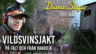 Vildsvinsjakt på fält och från vakkoja (Dianas Stigar Original)