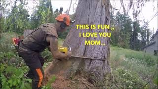 CUTTING DOWN A HUGE DEAD CEDAR TREE