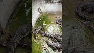 Amazing Videos, Show How To Catch Crocodiles