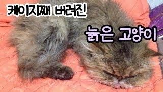 케이지째 버려진 늙은고양이.  Abandoned old cat in cage.
