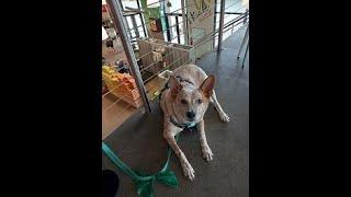 Aspen CHILLING at Whole Foods' upstairs café