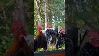 3 beautiful rooster #rooster #chickencoop #poultry