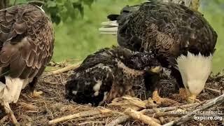 Explore.org Decorah Eagles. Growing DH2, Spring Cleaning, Toe Grabbing and Fish. 16-20 May 2023