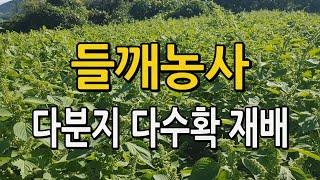 들깨농사 이렇게 하면 대박! 들깨 다분지 다수확재배법