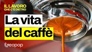 25 mesi per produrre i chicchi di caffè - Vi raccontiamo cosa succede dalle piantagioni alle tazzine