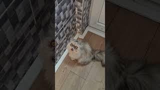Elsa can't stop meowing #fyp #persiancat