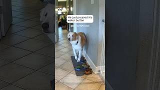 Aston makes the sweetest request. (Filmed 10/8/2023) #DeafBlindDog