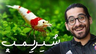  آموزش نگهداری شیریمپ در آکواریوم