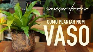 Como PLANTAR em VASO: passo a passo para iniciantes