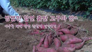 [많이 달리는 이유 있는 고구마 몰아보기]알면 흙 반 고구마 반 다수확 하는 재배방법