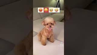 cute dog funny short video | #shorts #shortvideo #cutedog #puppy #short