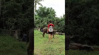 Is the Carabao Angry With The Red Dress? #kalabaw #buhayprobinsya #bukid