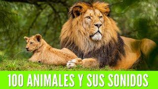 100 ANIMALS FOR CHILDREN. Learn the names of animals and their sounds