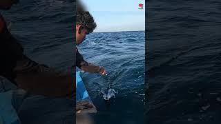 Deep Sea Fishing Videos #fishing #fishingvideo #fishingtime