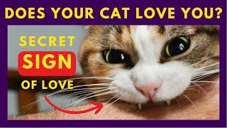 10 Proven Signs that Your Cat Loves You - Some of Them Might Shock You️