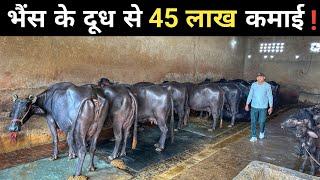 मुर्रा भैंस से कर रहे हैं तगड़ी कमाई | Buffalo Milk Farm | Buffalo Milk Business | Buffalo Farming