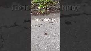 WILD BABY BUNNY ON THE ROAD!