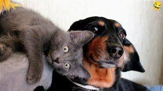 Funny ANIMALS videos  Funniest CATS  and DOGS  2024