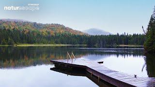 1 Hour Non Stop Rain Sounds in Nature / Relaxing Rainy Day By The Lake