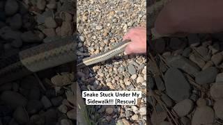 Snake Stuck Under My Sidewalk!!! (Rescue) #shorts #snake