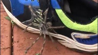 Large Huntsman Spider Crawls Out Of Child's Shoe