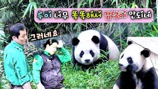송바오님 저기 사람처럼 생각하고 행동하는 루이바오 좀 보세요 되게 특별해요 사람 마음을 움직인다니까요