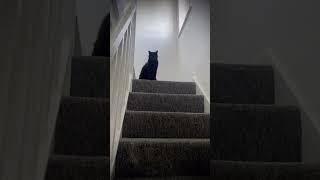 When you’re home late -  #cat #funny #ominous