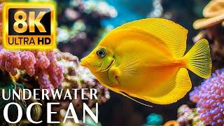 Underwater Paradise 8K ULTRA HD - Sea Creatures and Coral Reefs for Ultimate Relaxation