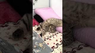 Cats Are Crazy Even While Sleeping