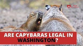 Are Capybaras Legal In Washington?