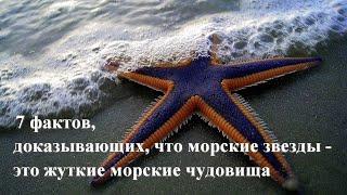 7 фактов, доказывающих, что морские звезды - это жуткие чудовища