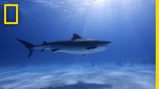 Tiger Shark Database | World's Biggest Tiger Shark?