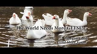 Best homestead animals; geese & cows. Low feed costs & so much more!