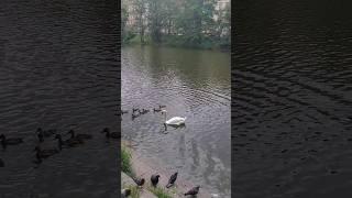 Весёлая  компания. 