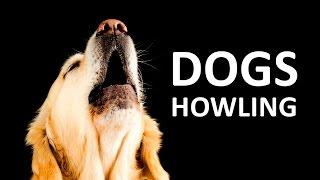 DOGS HOWLING to make your Dog Howl HD Sound Effect