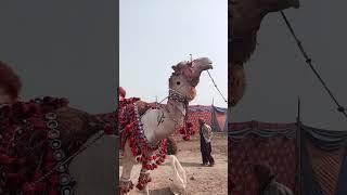 Very beautiful camelMela