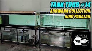 Tank Tour #14 - 11 Arowana Tanks ni Nino Pabalan